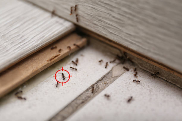 Best Pest Prevention Services  in Dooms, VA