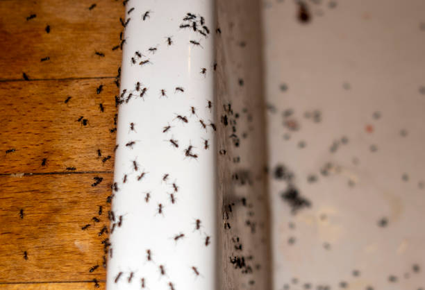 Best Commercial Pest Control Services  in Dooms, VA